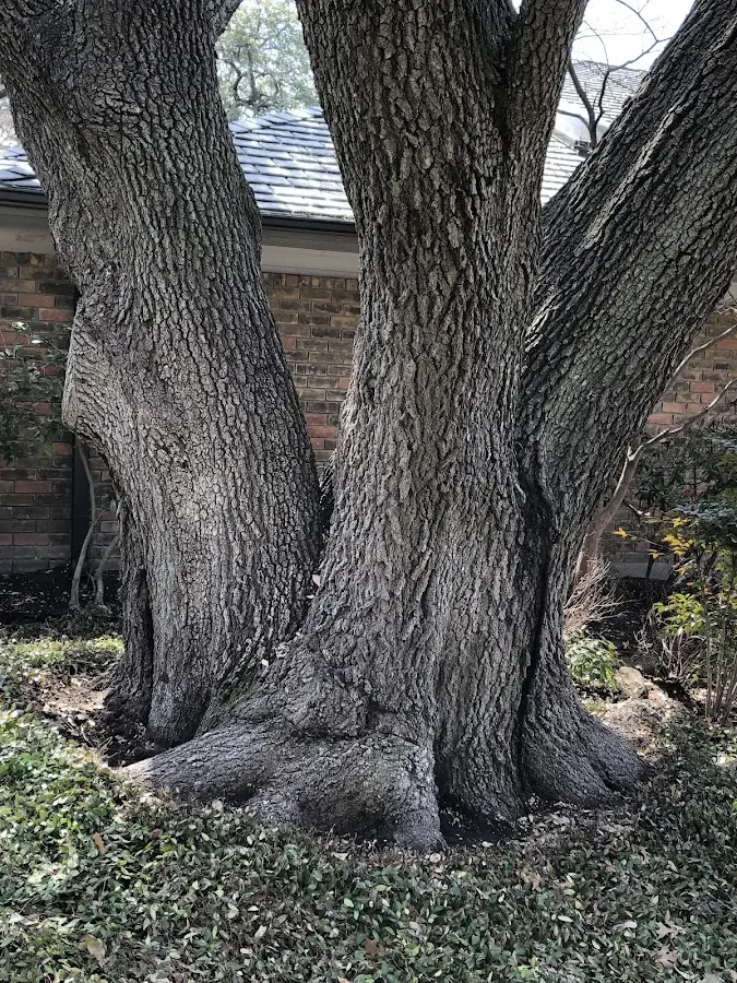 Mature heritage tree close to a Macksburg property cared for by certified arborists